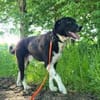 Samu - Lustiger Jungspunt sucht Dich