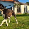 Samu - Lustiger Jungspunt sucht Dich