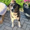 Samu - Lustiger Jungspunt sucht Dich