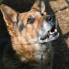 Leevi - süsser Senior sucht