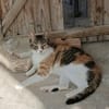 Beba - sanfte Schönheit sucht Zuhause