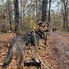🐾 Kenzo sucht seine Menschen 🐾