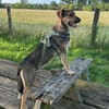 🐾 Kenzo sucht seine Menschen 🐾