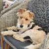 Abby - charmante Terrier-Dame....