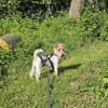 Abby - charmante Terrier-Dame....