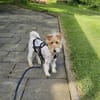 Abby - charmante Terrier-Dame....