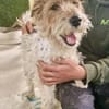 Abby - charmante Terrier-Dame....