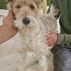 Abby - charmante Terrier-Dame....