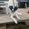 Zaubermaus ❣Mandy❣ sucht ihre Menschen