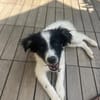 Zaubermaus ❣Mandy❣ sucht ihre Menschen