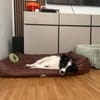 Zaubermaus ❣Mandy❣ sucht ihre Menschen