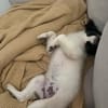 Zaubermaus ❣Mandy❣ sucht ihre Menschen