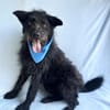 Birs -Fröhlicher Kuschelhund