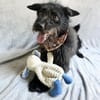Birs -Fröhlicher Kuschelhund