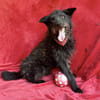Birs -Fröhlicher Kuschelhund