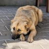 Kari 45 cm 1-2 Jahre