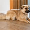 Kari 45 cm 1-2 Jahre