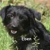 EBEN