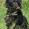 EBEN