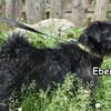EBEN
