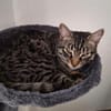 FENIX sucht dringend ein neues Zuhause