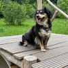 Cosima sucht ihr Für immer Zuhause