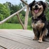 Cosima sucht ihr Für immer Zuhause