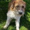 Thor 43 cm 6-8 Jahre
