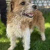 Thor 43 cm 6-8 Jahre
