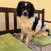 Milky - Zuhause gesucht