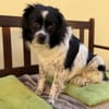 Milky - Zuhause gesucht