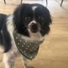 Milky - Zuhause gesucht