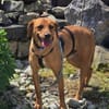 Finley (zur Pflege in 59423 Unna)