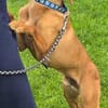 Finley (zur Pflege in 59423 Unna)