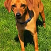 Finley (zur Pflege in 59423 Unna)
