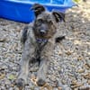 Schnauzer Mix  Hündin 38 cm 8 mon.