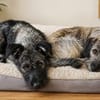 Schnauzer Mix  Hündin 38 cm 8 mon.