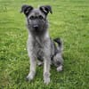Schnauzer Mix  Hündin 38 cm 8 mon.