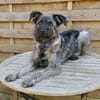Schnauzer Mix  Hündin 38 cm 8 mon.