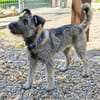 Schnauzer Mix  Hündin 38 cm 8 mon.
