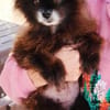 Teddy...Nerina