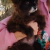 Teddy...Nerina