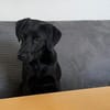 ✨ Sandy sucht ihr Für-immer-Zuhause
