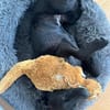 ✨ Sandy sucht ihr Für-immer-Zuhause
