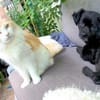 Casimiro sucht sein Zuhause