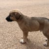 BALTO (Animalea)