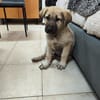 BALTO (Animalea)