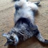 Hübsche, schüchterne Katze Kicha