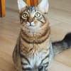 Junges Katerduo Elis und Piruleta