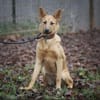 Bella sucht ein Zuhause